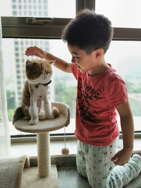 胡可晒小鱼儿和猫玩耍照 网友：和谐相处